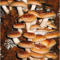 Мицелий Шиитаке штамм 3776 Императорский (Lentinula edodes)